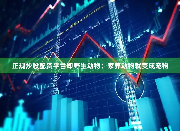 正规炒股配资平台即野生动物；家养动物就变成宠物